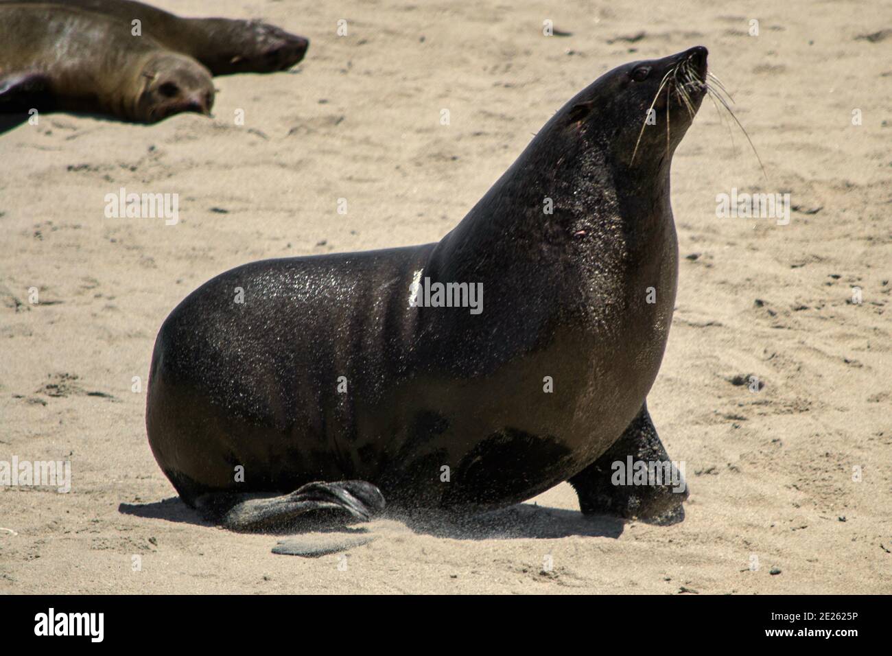 Black sea lion Seal barking on the beach Stock Photo Alamy