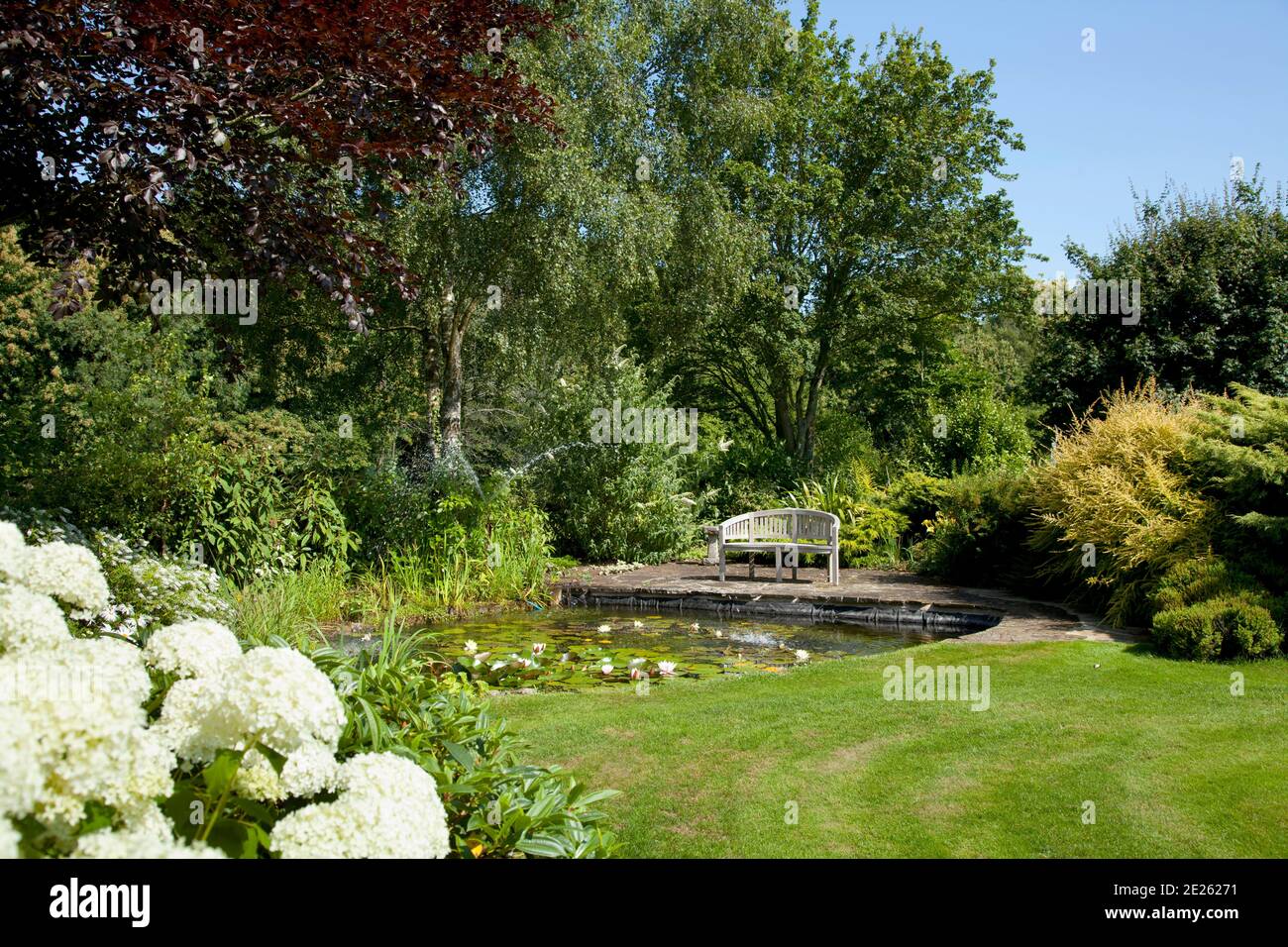 Garden pond with water lilies surrounded by garden, white hydrangea and bench Stock Photo