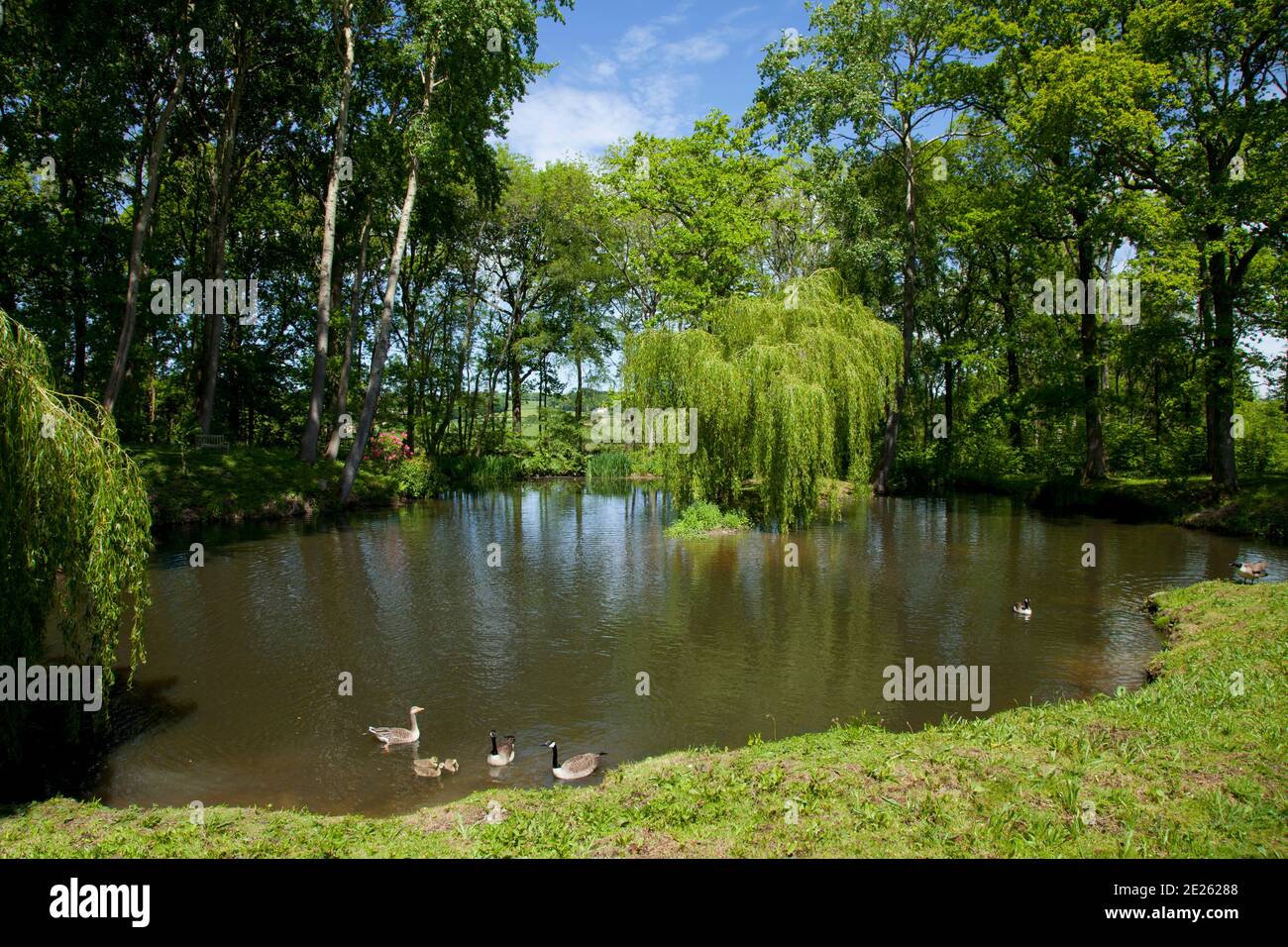 Large garden pond or lake with family of geese, surrounded by trees Stock Photo