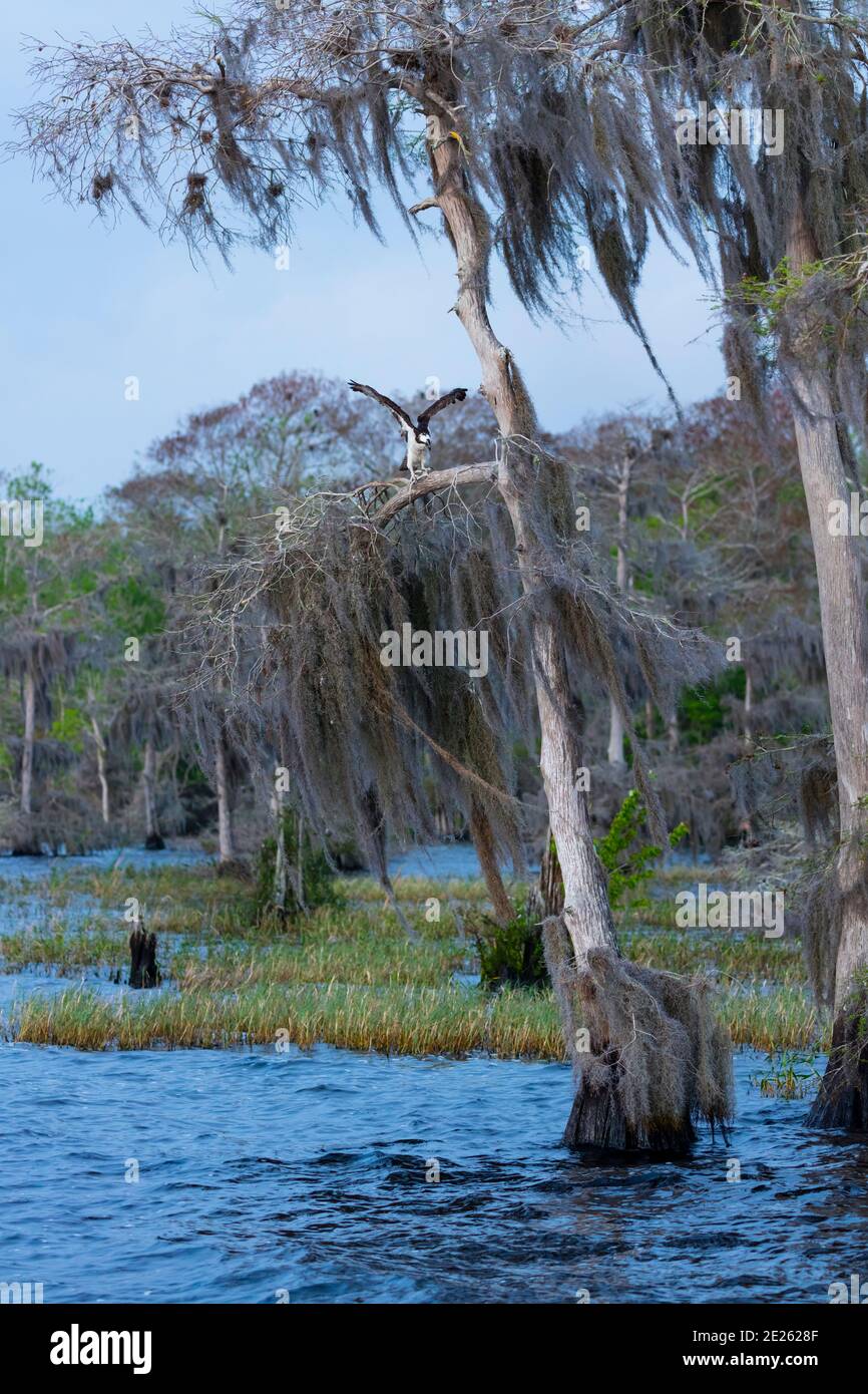 OSPREY AGUILA PESCADORA (Pandion haliaetus) also called sea hawk