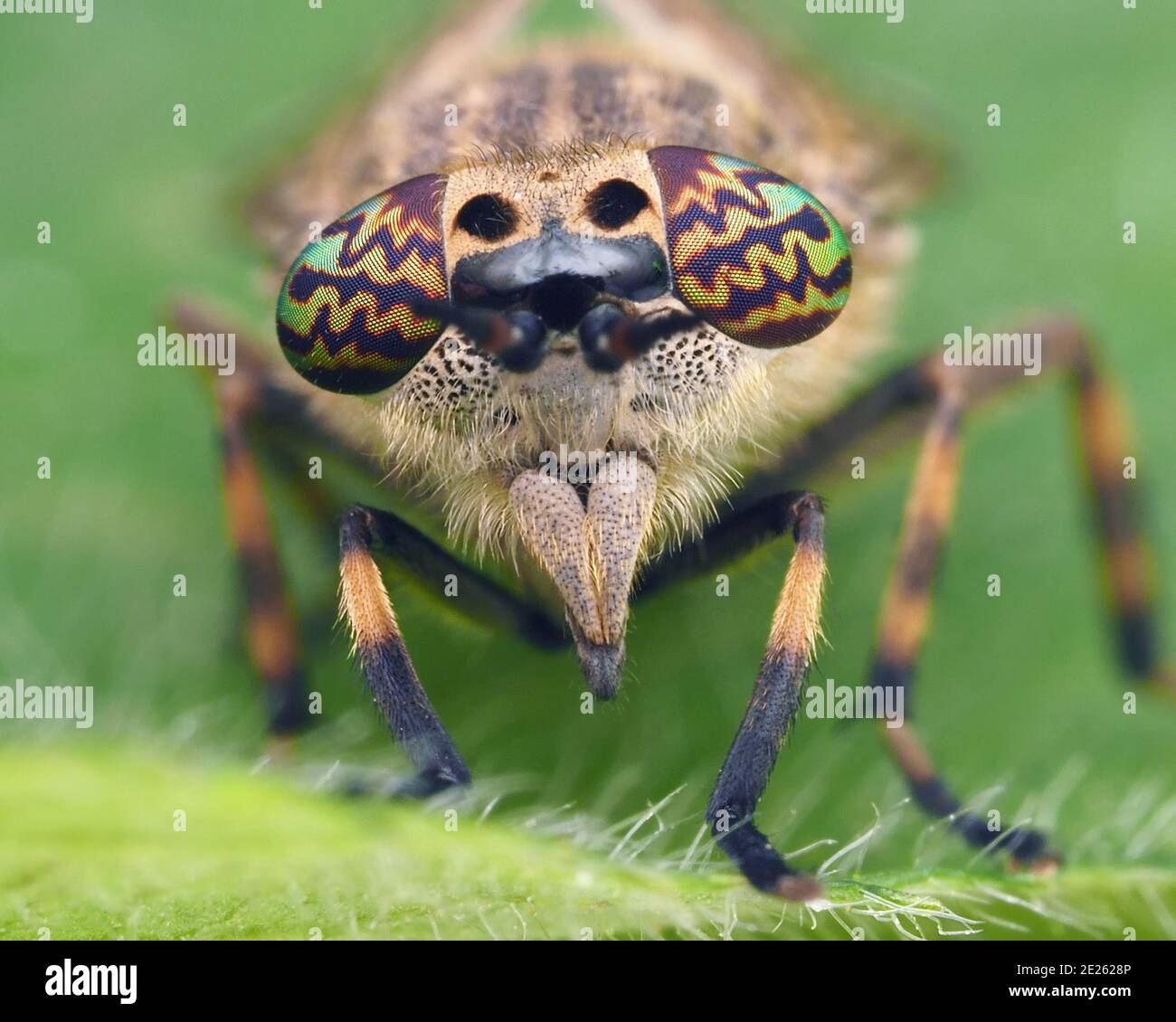 Notchhorned Cleg horsefly female (Haematopota pluvialis) frontal view. Tipperary, Ireland Stock