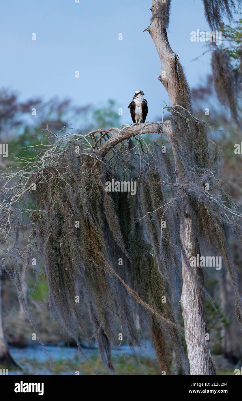 OSPREY AGUILA PESCADORA (Pandion haliaetus) also called sea hawk