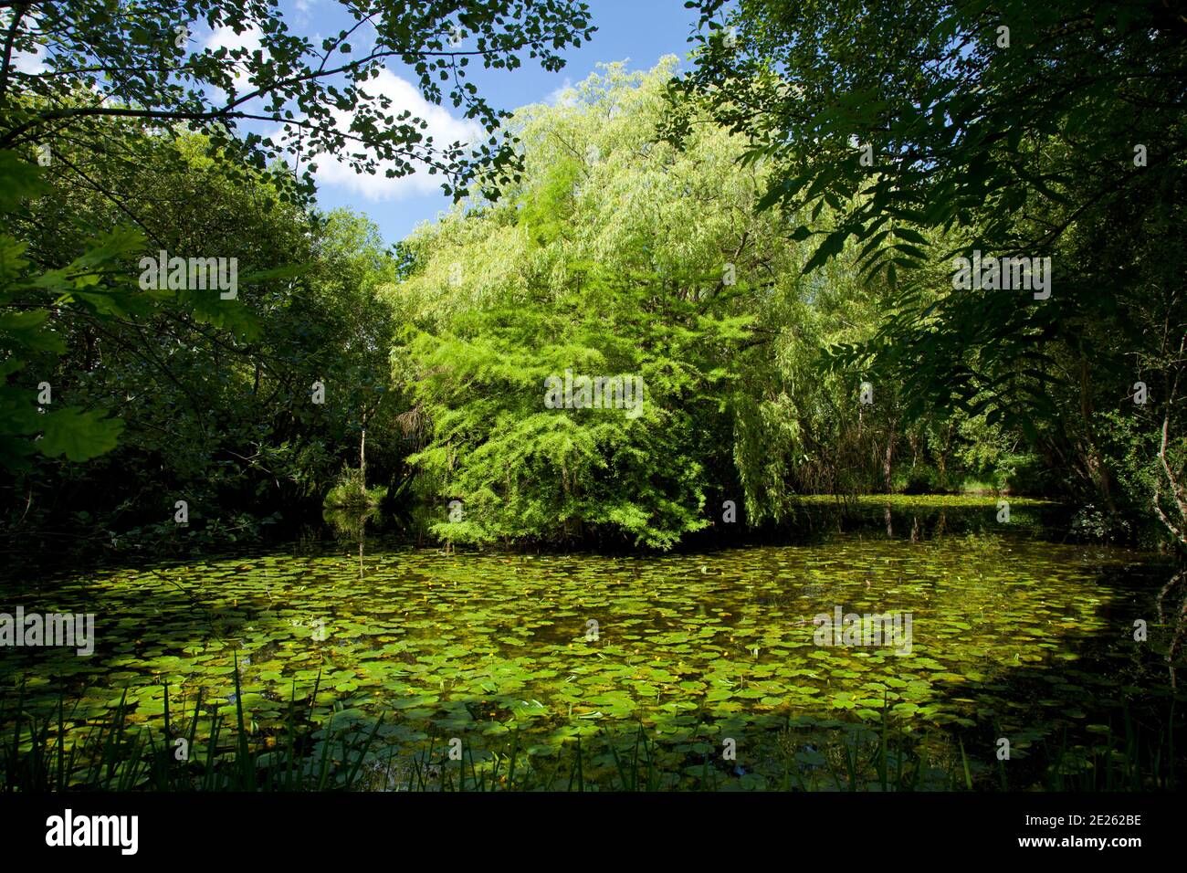Large garden pond or lake with water lily pads, surrounded by trees Stock Photo