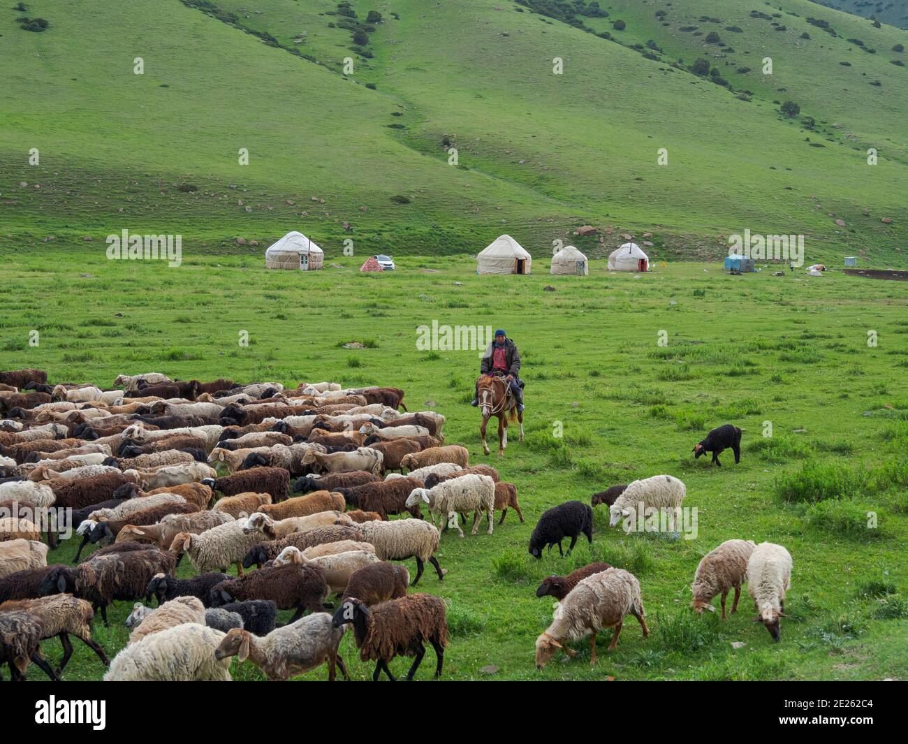 Sheeps with shepherd on horse , grazing on their summer pasture. National Park Besch Tasch in the Talas Alatoo mountain range, Tien Shan or Heavenly M Stock Photo