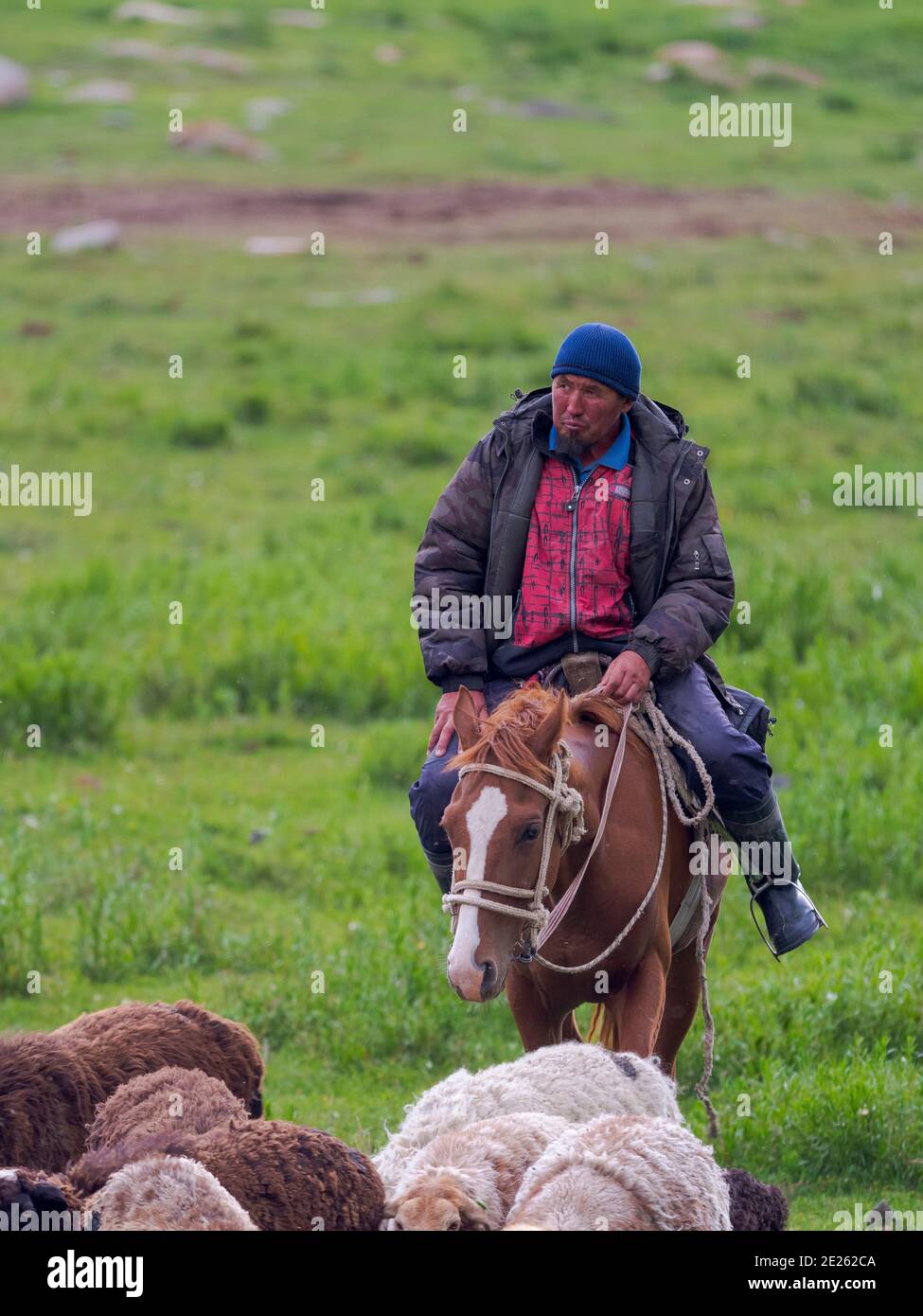 Sheeps with shepherd on horse , grazing on their summer pasture. National Park Besch Tasch in the Talas Alatoo mountain range, Tien Shan or Heavenly M Stock Photo