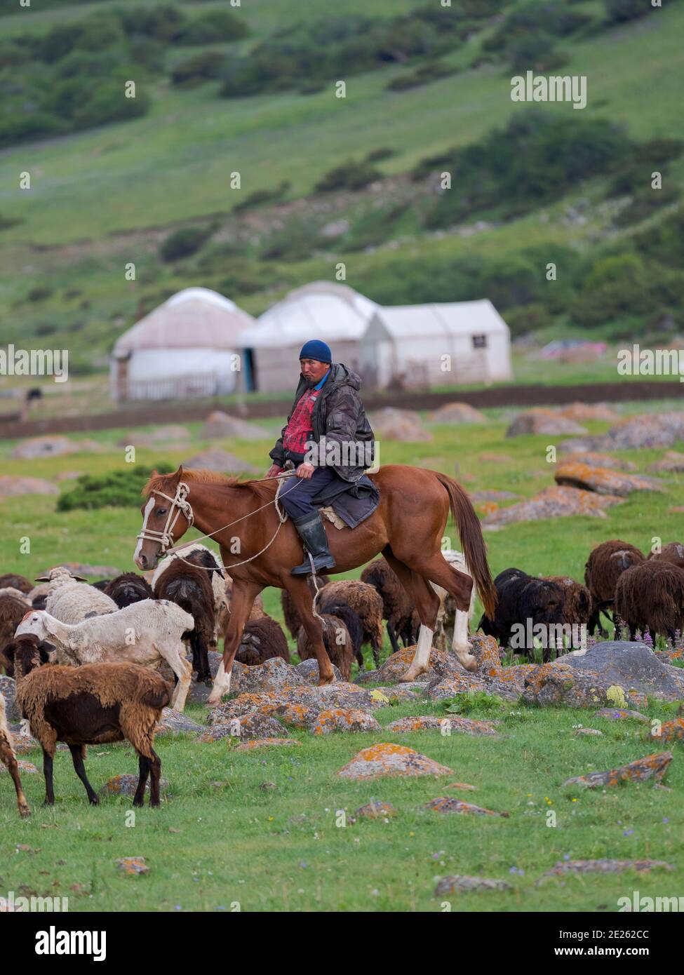 Sheeps with shepherd on horse , grazing on their summer pasture. National Park Besch Tasch in the Talas Alatoo mountain range, Tien Shan or Heavenly M Stock Photo