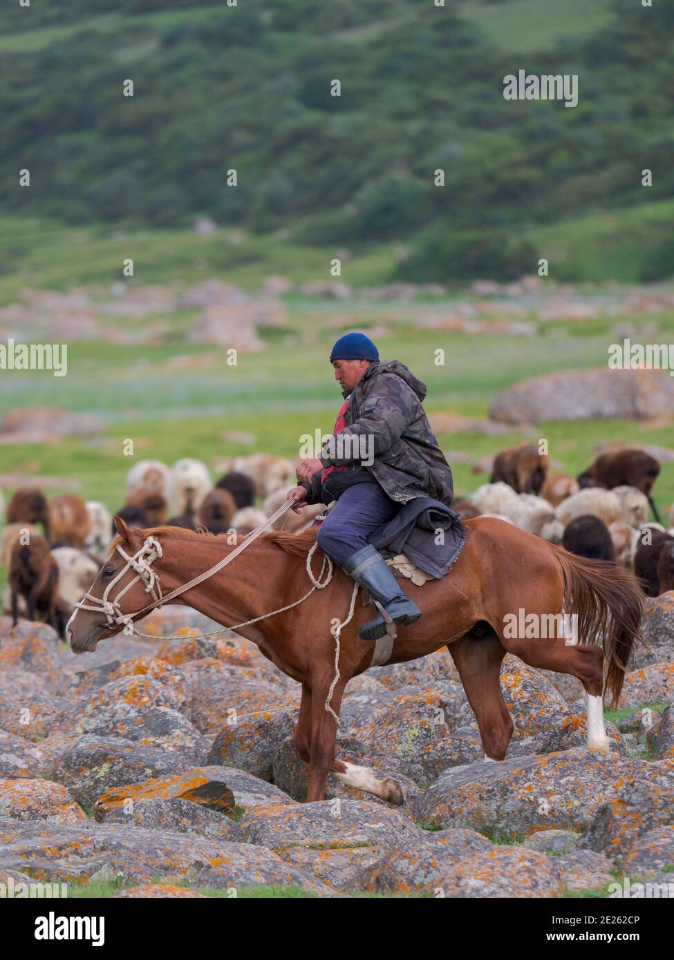 Sheeps with shepherd on horse , grazing on their summer pasture. National Park Besch Tasch in the Talas Alatoo mountain range, Tien Shan or Heavenly M Stock Photo