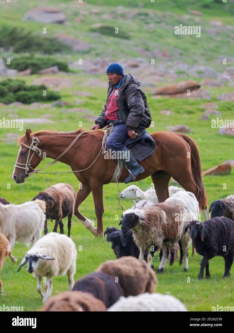 Sheeps with shepherd on horse , grazing on their summer pasture. National Park Besch Tasch in the Talas Alatoo mountain range, Tien Shan or Heavenly M Stock Photo