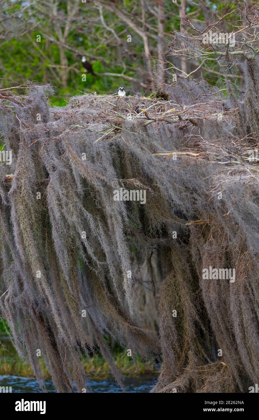 OSPREY AGUILA PESCADORA (Pandion haliaetus) also called sea hawk
