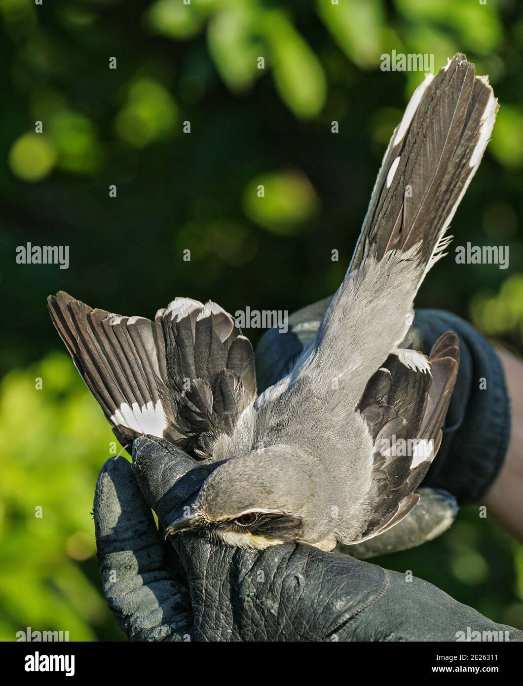 Southern Grey Shrike (Lanius meridionalis) held by ornithologist and bird ringer for scientific bird ringing, Valencia, Spain Stock Photo