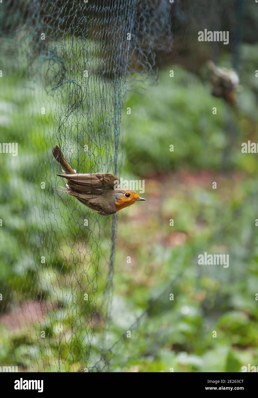 European Robin (Erithacus rubecula) caught in mist net during scientific bird ringing, Germany Stock Photo