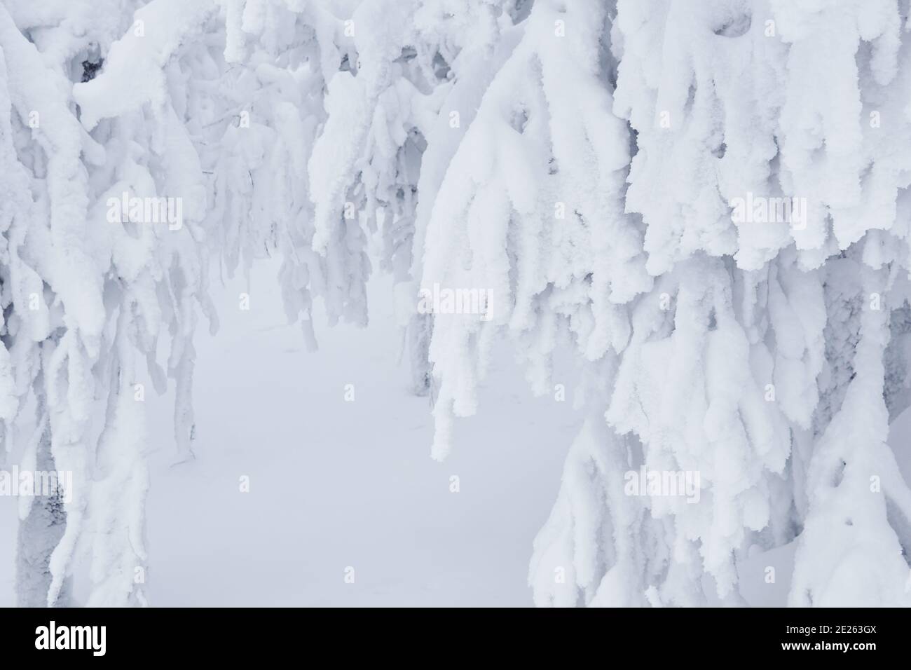 natural background - snow-covered tree branches after a blizzard Stock Photo