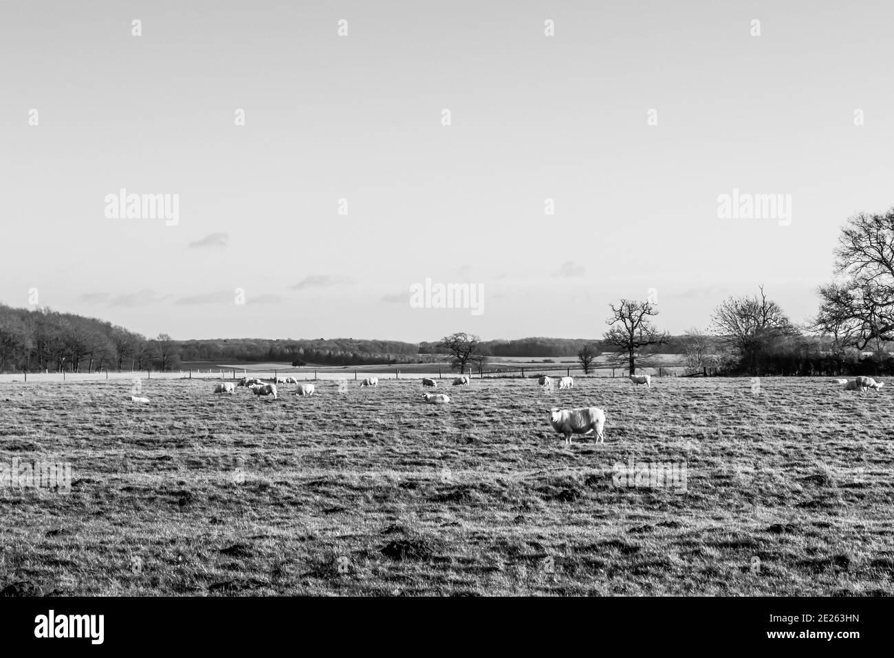 Field in Exton, Rutland, England Stock Photo Alamy