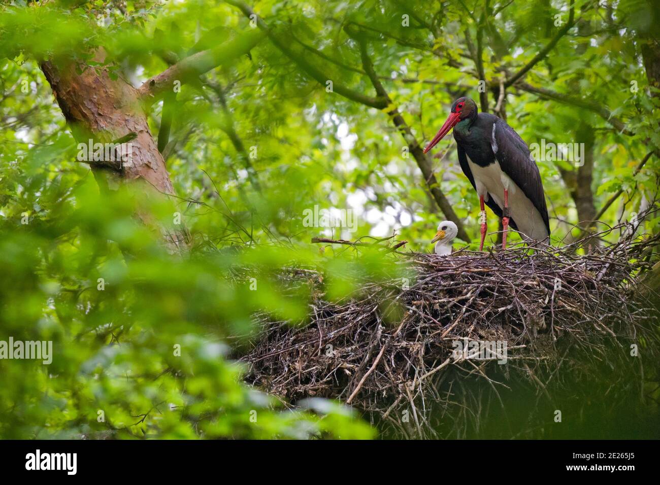 Black Stork (Ciconia nigra) adult with juvenile in nest, Hesse, Germany Stock Photo
