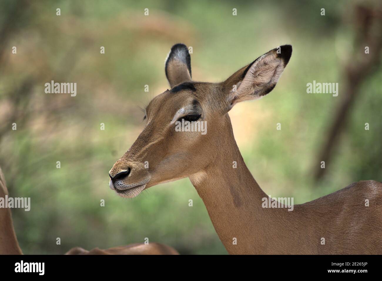 side view of a gazelle, close up Stock Photo - Alamy