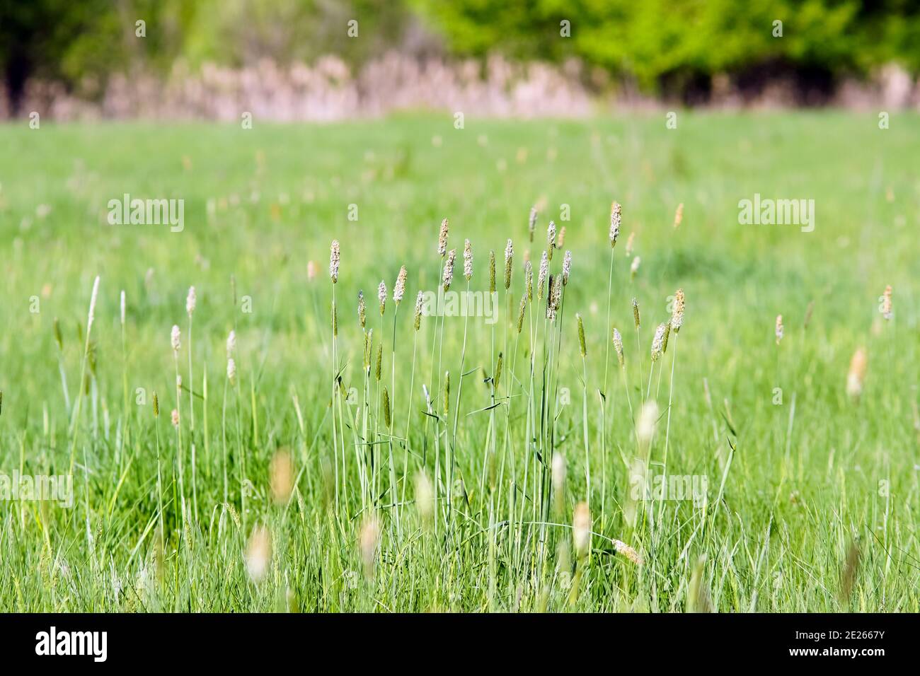 Grass field flower hi-res stock photography and images - Alamy