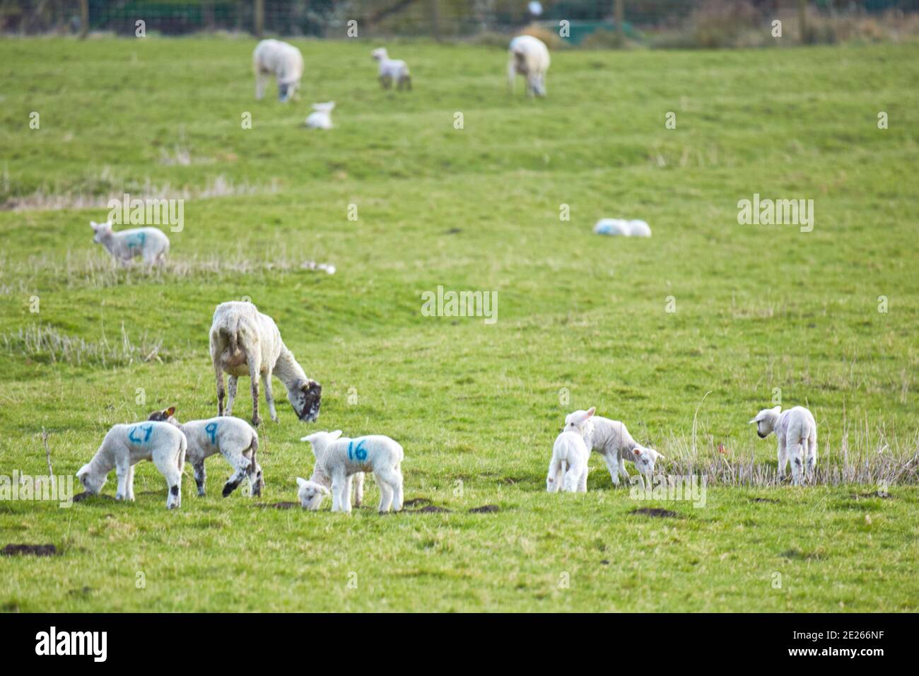 Lambs in a field near Wendover, Buckinghamshire Stock Photo