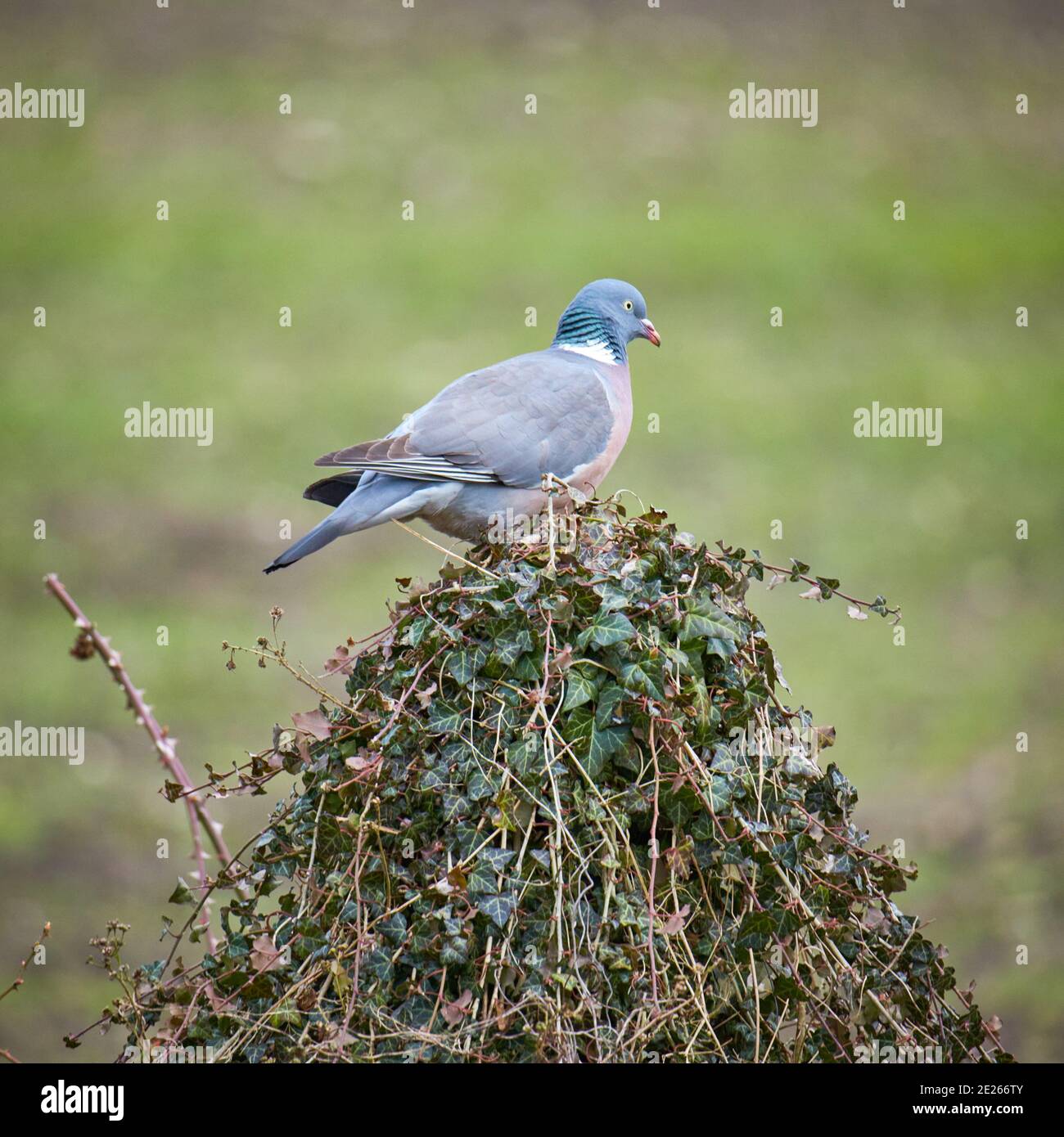 Common wood pigeon (Columba palumbus) near Wendover, Buckinghamshire Stock Photo