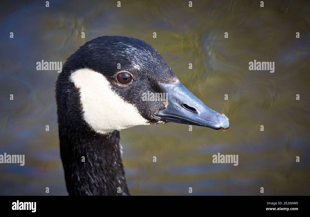 Detail view of a Canada goose (Branta canadensis) near Wendover, Buckinghamshire Stock Photo