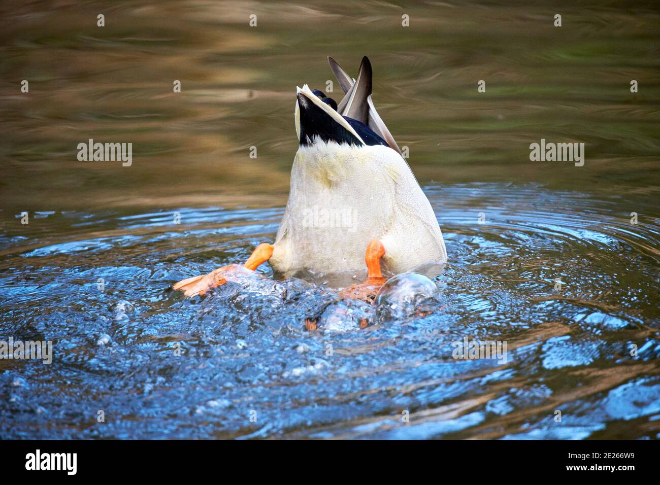 Mallard duck (Anas platyrhynchos) bottom feeding near Wendover, Buckinghamshire Stock Photo