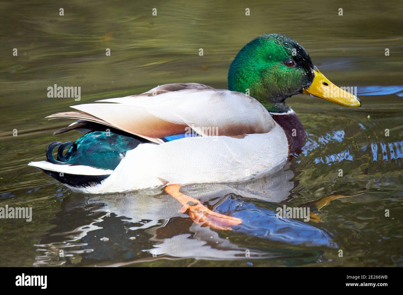 Mallard duck (Anas platyrhynchos) near Wendover, Buckinghamshire Stock Photo
