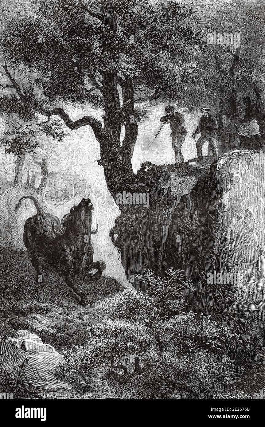 Buffalo hunt, Tanzania, travel and exploration by Henry Morton Stanley, expedition how I found Livingstone in Central Africa 1871-1872. Old engraving El Mundo en la Mano 1878 Stock Photo