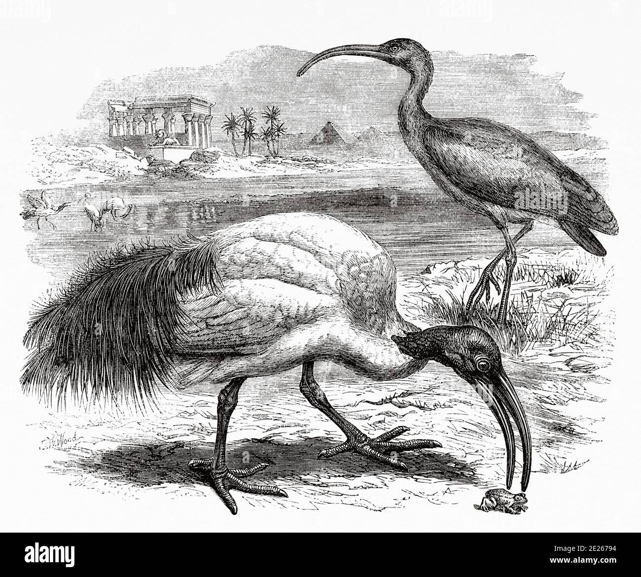 Ibis. The Tresquiornitinos (Threskiornithinae) Subfamily of pelecaniformes birds of the family Threskiornithidae, known as ibis, a word from the Greek, which in turn comes from the ancient Egyptian hib. The Last Journals of David Livingstone  Scottish missionary and explorer, 1866-1873. Old engraving El Mundo en la Mano 1878 Stock Photo