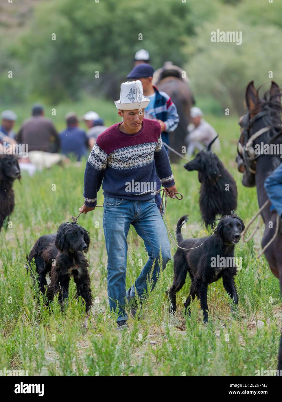 Hunting dog (Taigan) before the competition. Folk Festival commemorating the origin myth the Tien Shan Maral (Tian Shan wapiti), an origin myth of the Stock Photo