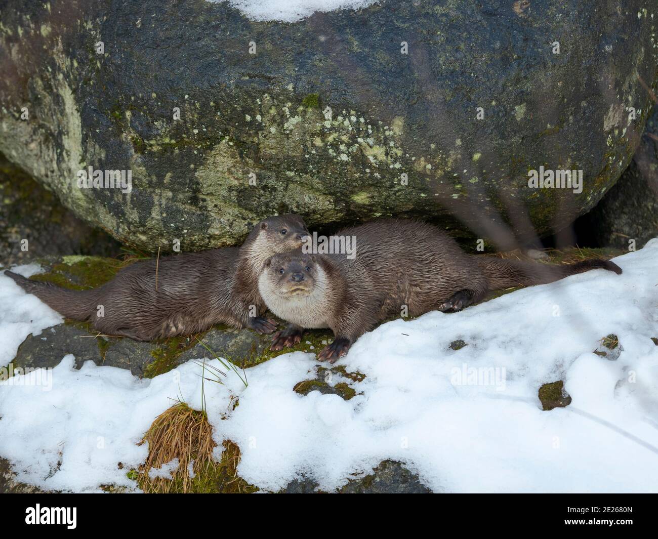 Eurasian Otter (Lutra lutra) during winter, beginning of the mating