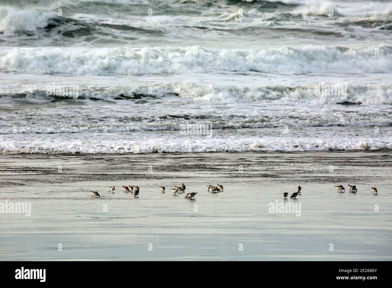 WA19088-00...WASHINGTON - Sandpipers on Benson Beach in Cape Disappointment State Park. Stock Photo