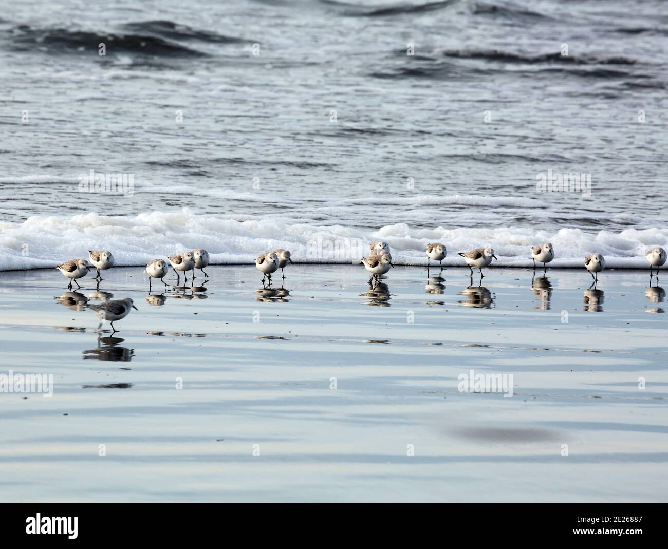 WA19090-00...WASHINGTON - Sandpipers on Benson Beach in Cape Disappointment State Park. Stock Photo