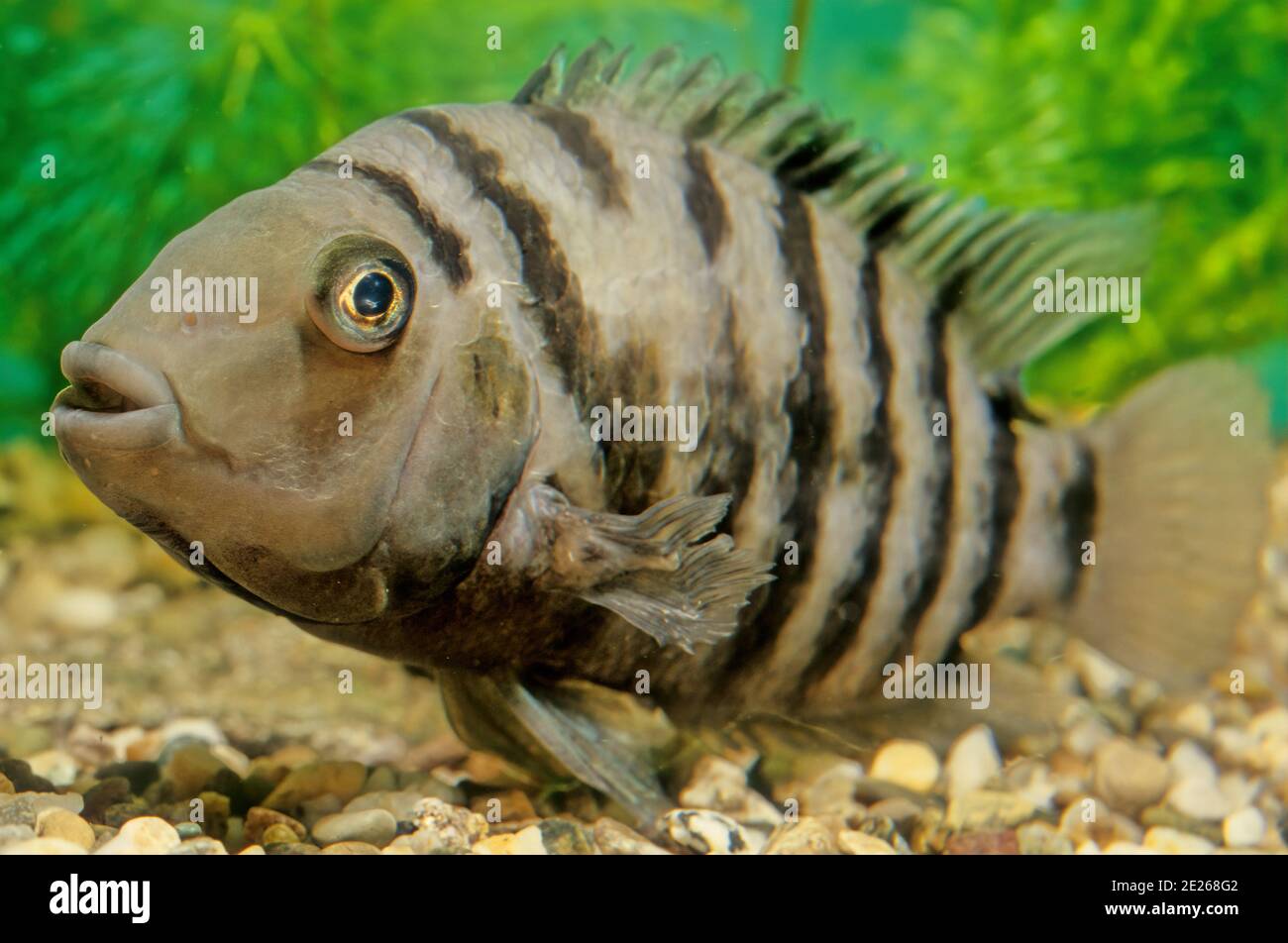 The convict cichlid (Amatitlania nigrofasciata) is a fish species from the family Cichlidae, native to Central America, also known as the zebra cichli Stock Photo