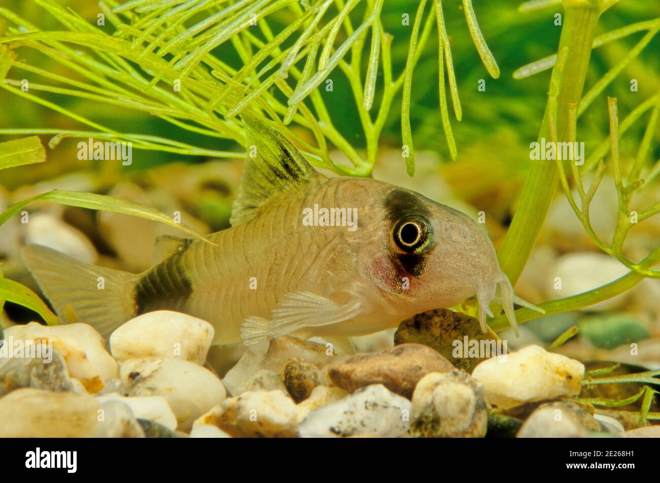 Corydoras panda is a species of catfish belonging to the genus Corydoras, of the family Callichthyidae, and is a native member of the riverine fauna o Stock Photo