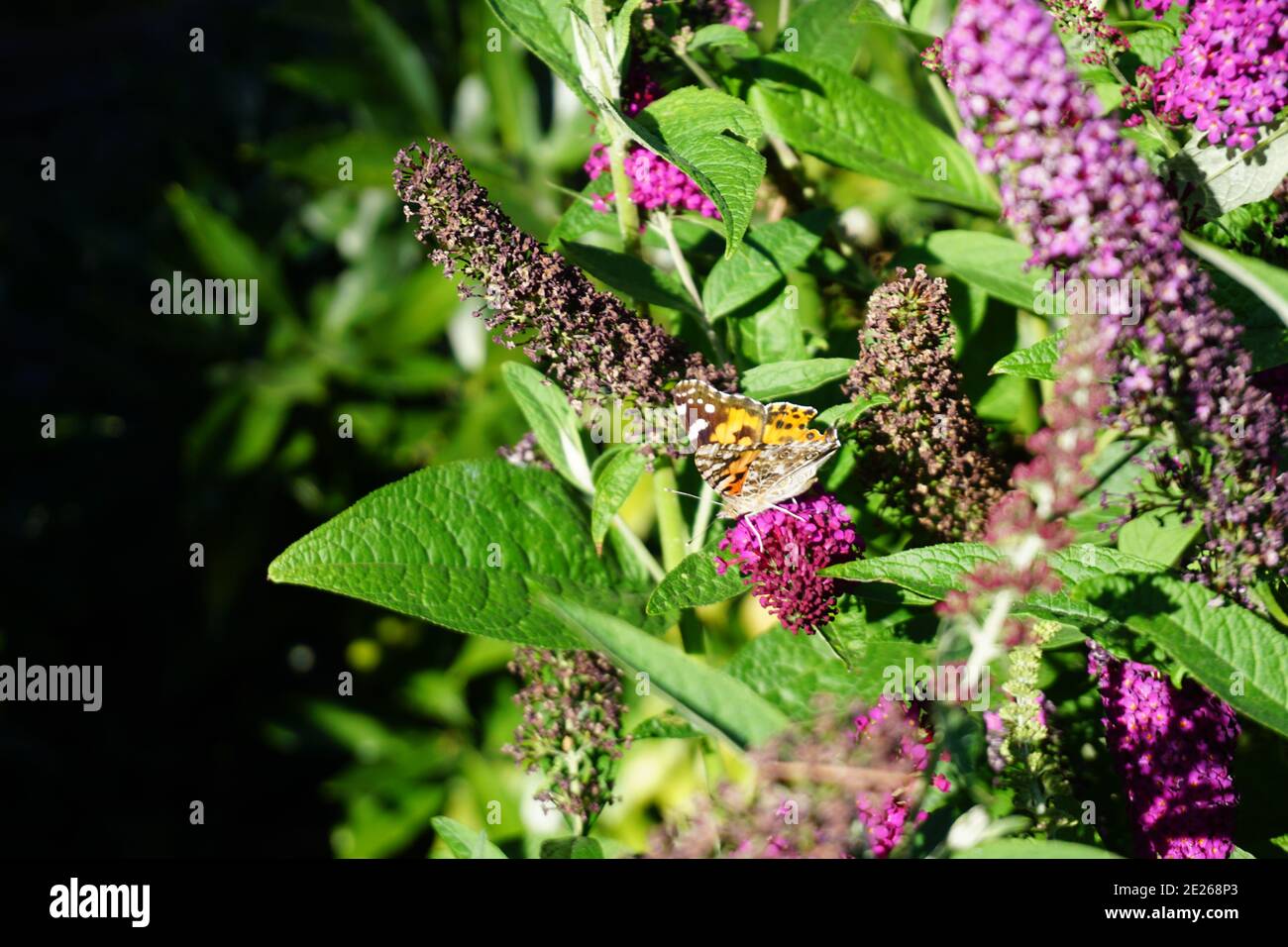 Invasive Butterfly Bush in North Vancouver, BC, Canada Stock Photo
