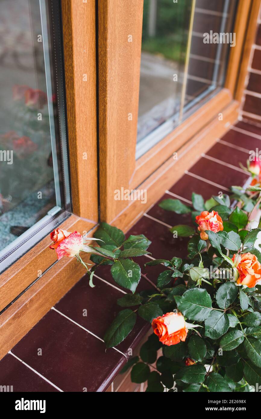 Flower bed under the window of the house in the garden rose bush in