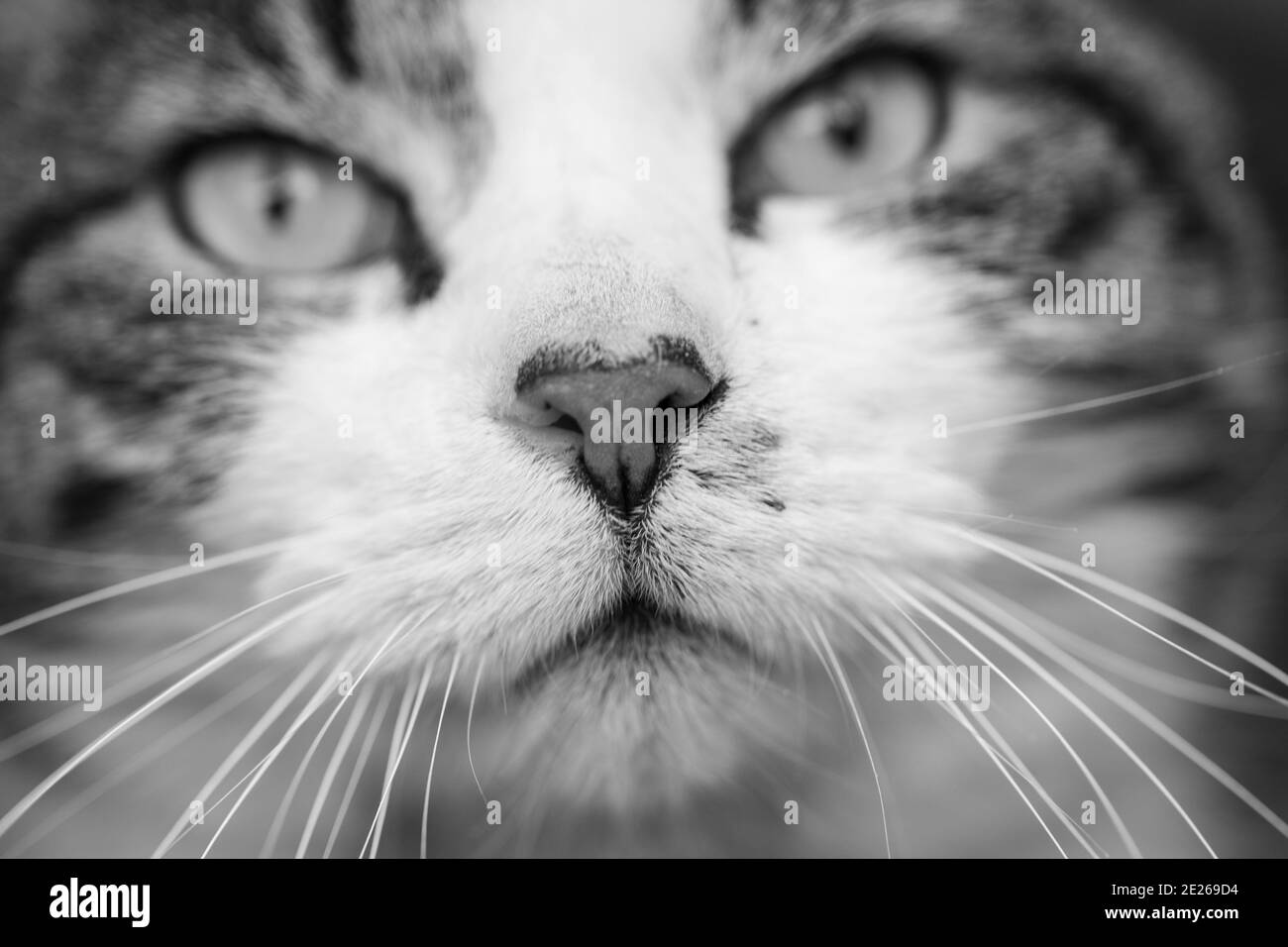 Close up portrait of a tabby and white cat with green eyes in black and white or monochrome. High quality photo Stock Photo