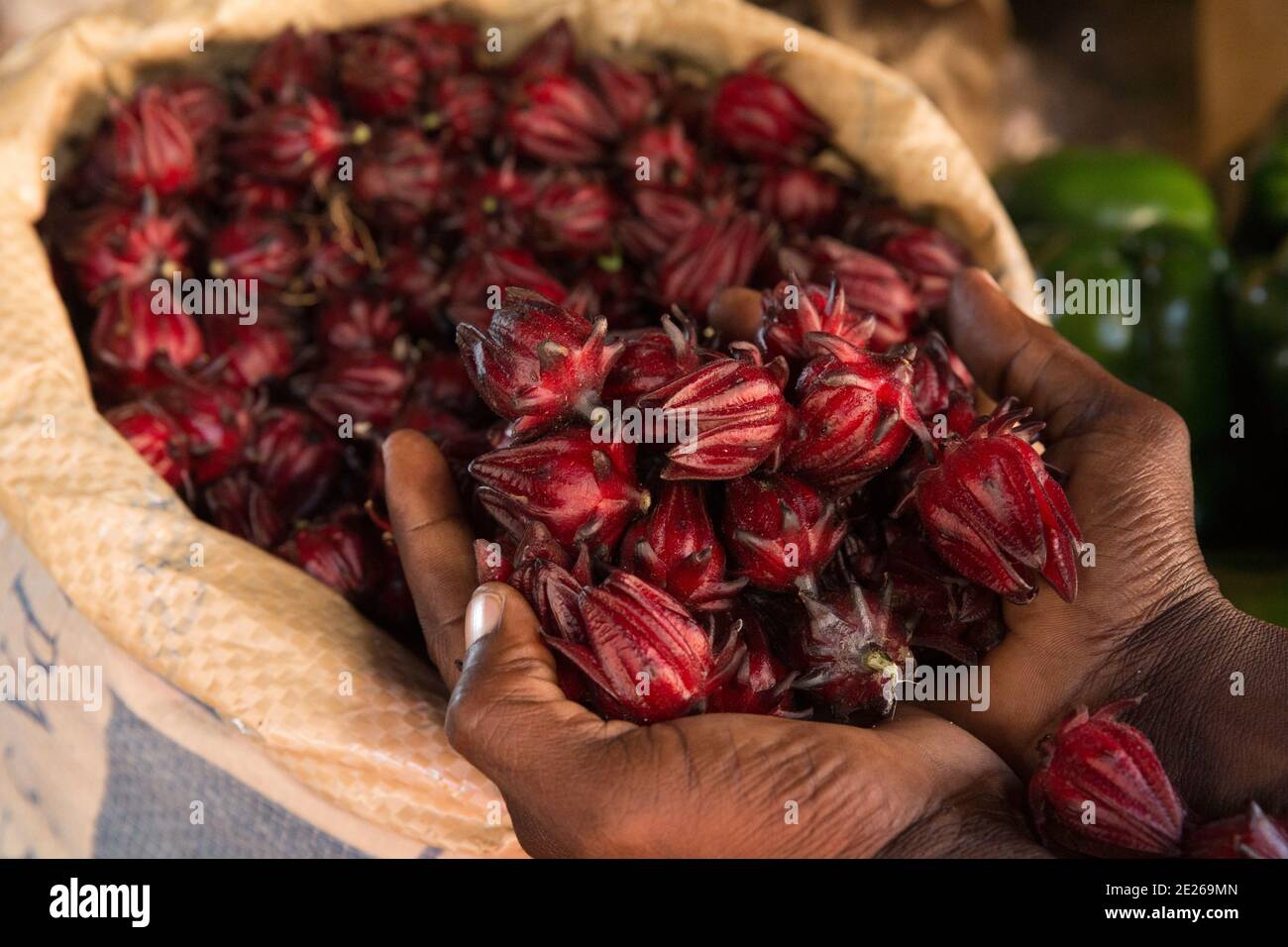 The Hibiscus (Hibiscus rosasinensis) flower is dried to make tea.Hands
