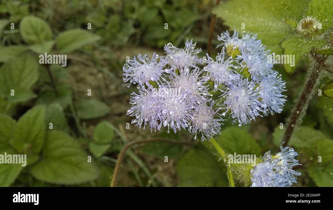 Closeup of Ageratum conyzoides covered in raindrops in a field with a blurry background Stock Photo
