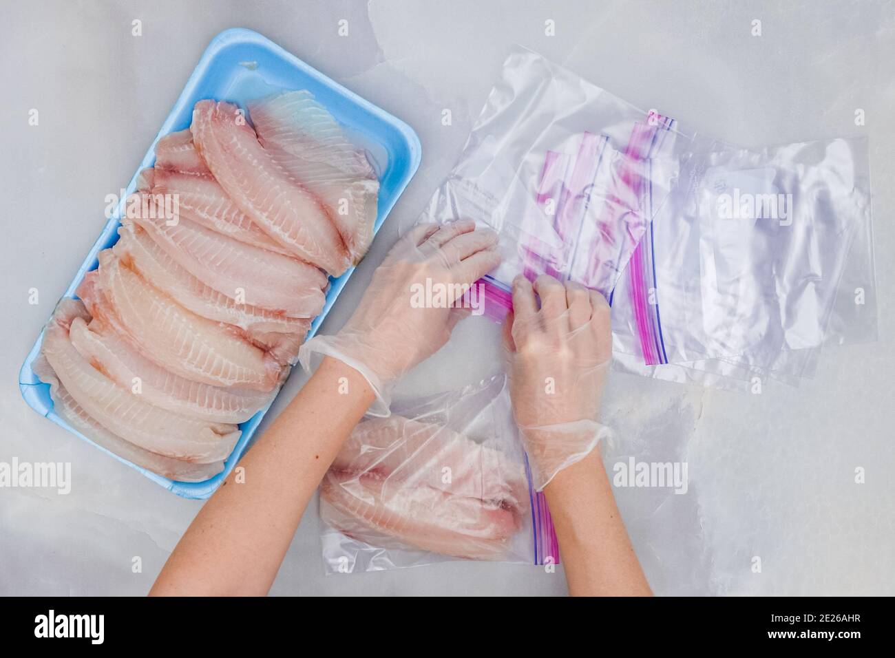 Woman hands put fresh Tilapia fish fillet in zip lock bags for freezing