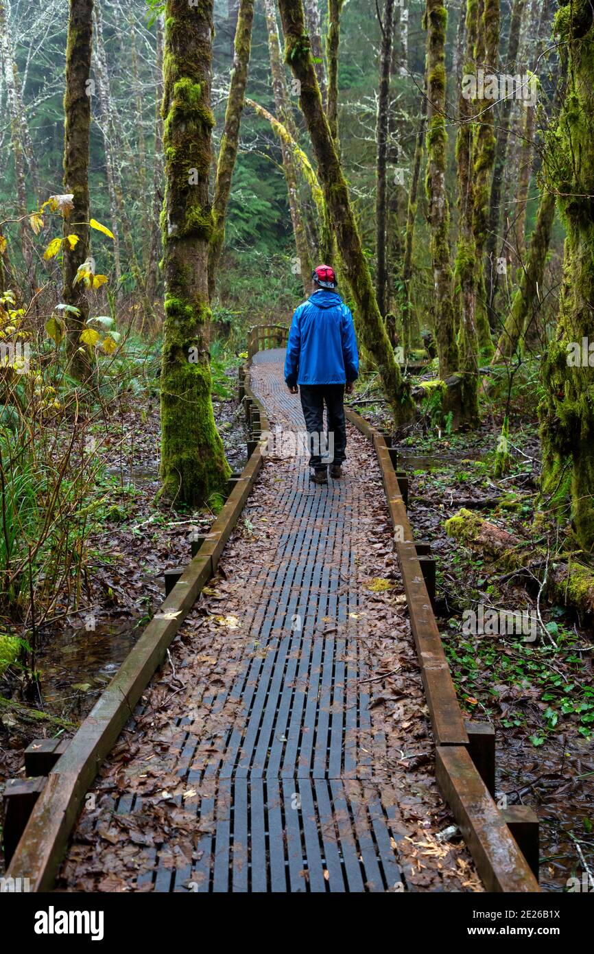OR02596-00...OREGON - Broadwalk over a swampy area on a rainy day along the South Slough Creek Trail in the Lewis and Clark National Historic Park. Stock Photo