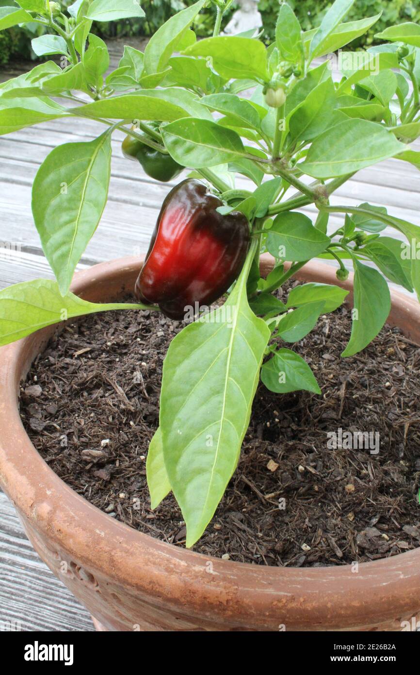Red capsicum annuum in a pot Stock Photo