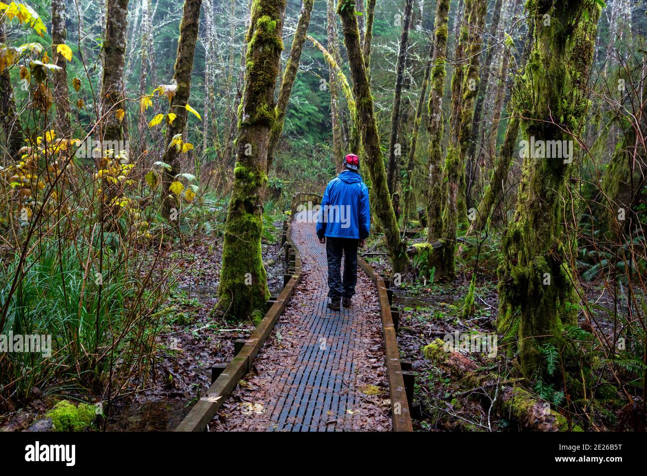 OR02597-00...OREGON - Hiker on a broadwalk over a swampy area on a rainy day along the South Slough Creek Trail in the Lewis and Clark National Histor Stock Photo