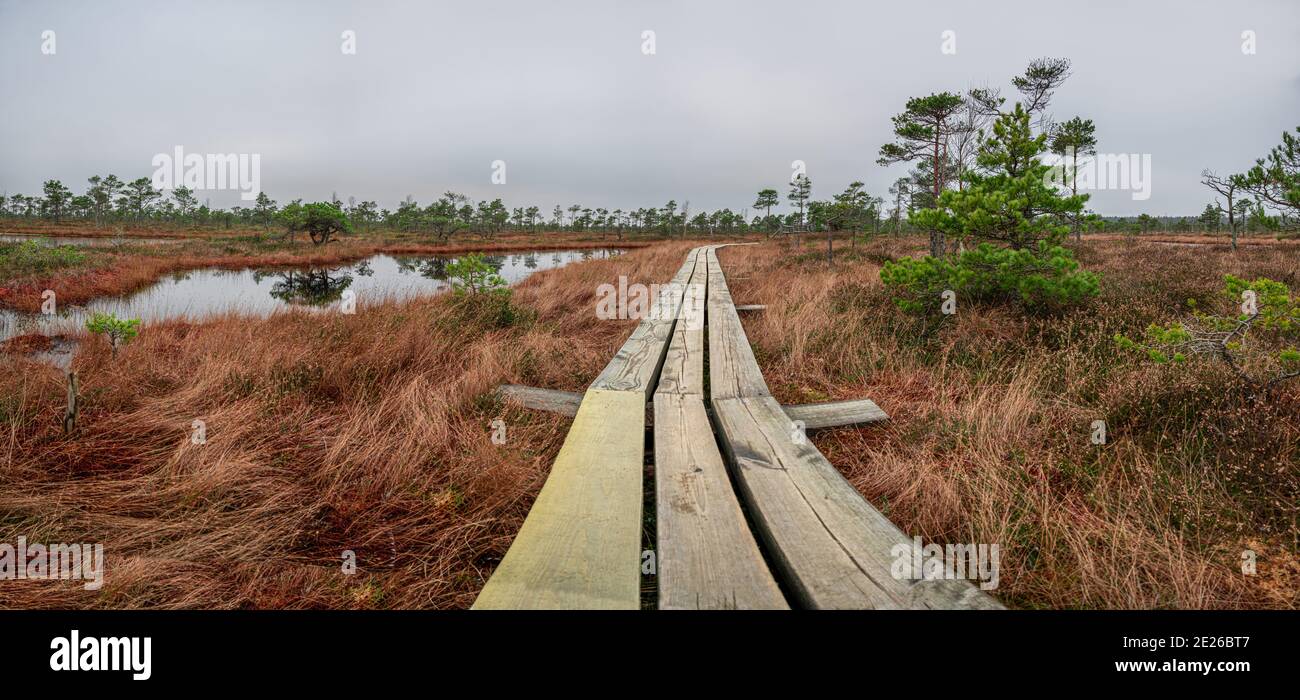 Panoramic view of bog with wooden path, small ponds and pine trees. Hiking trail with wooden walkway that goes across the swamp. Stock Photo
