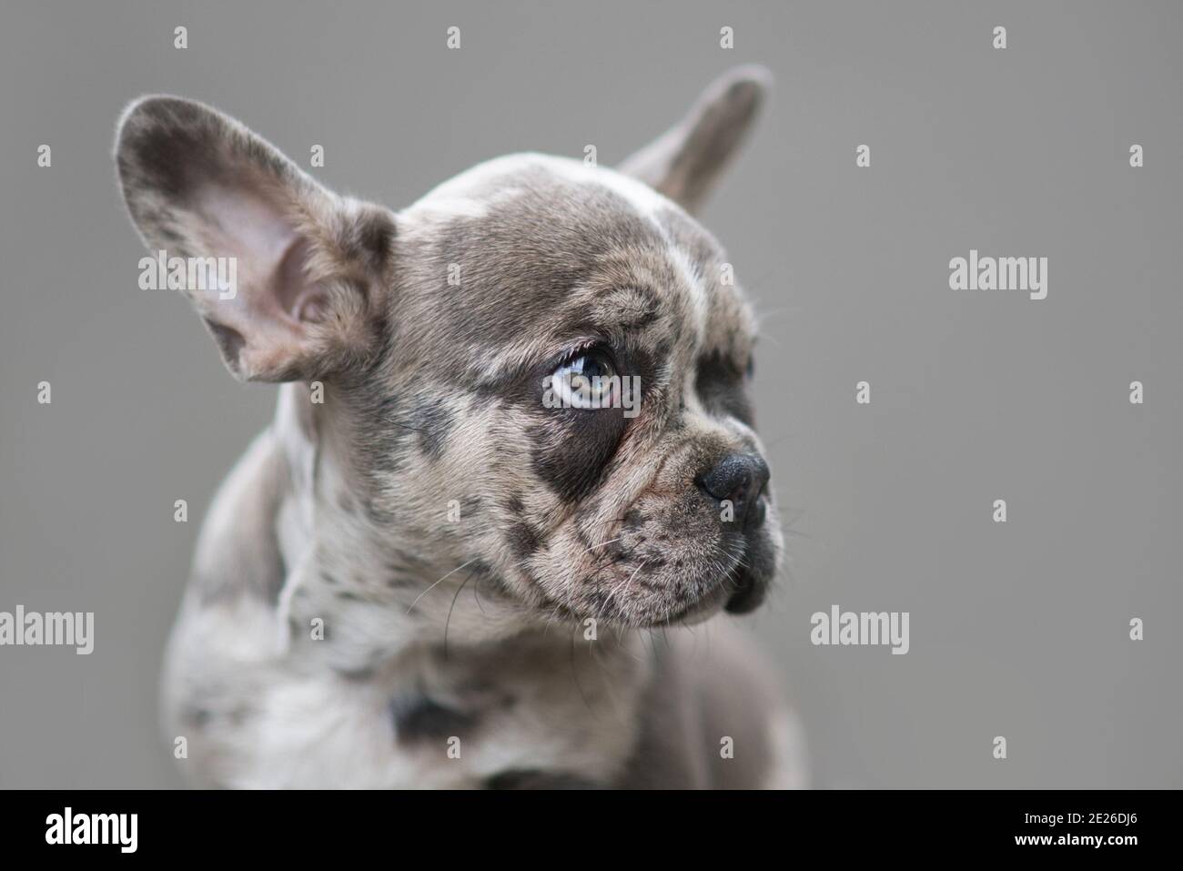 Merle colored French Bulldog dog puppy with mottled patches in front of  gray background Stock Photo - Alamy