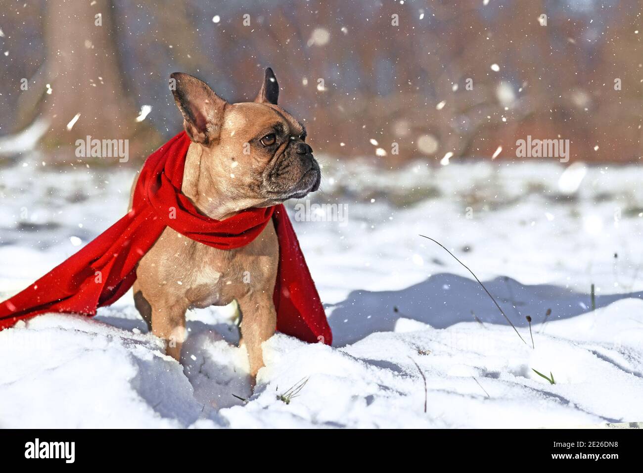 French Bulldog dog wearing warm red winter scarf standing in snow in winter Stock Photo