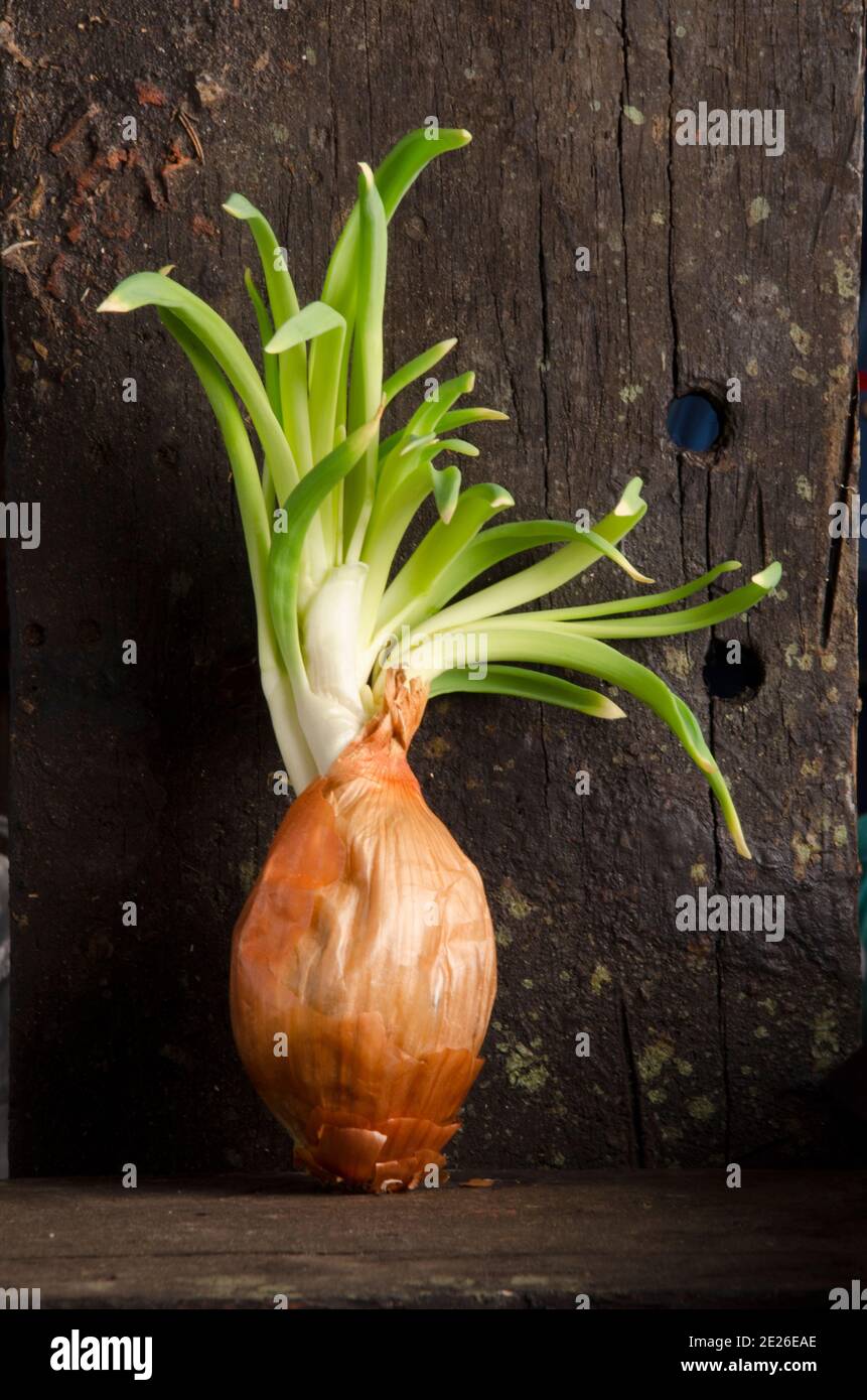 An onion growing in itself without soil on an old wooden background Stock Photo