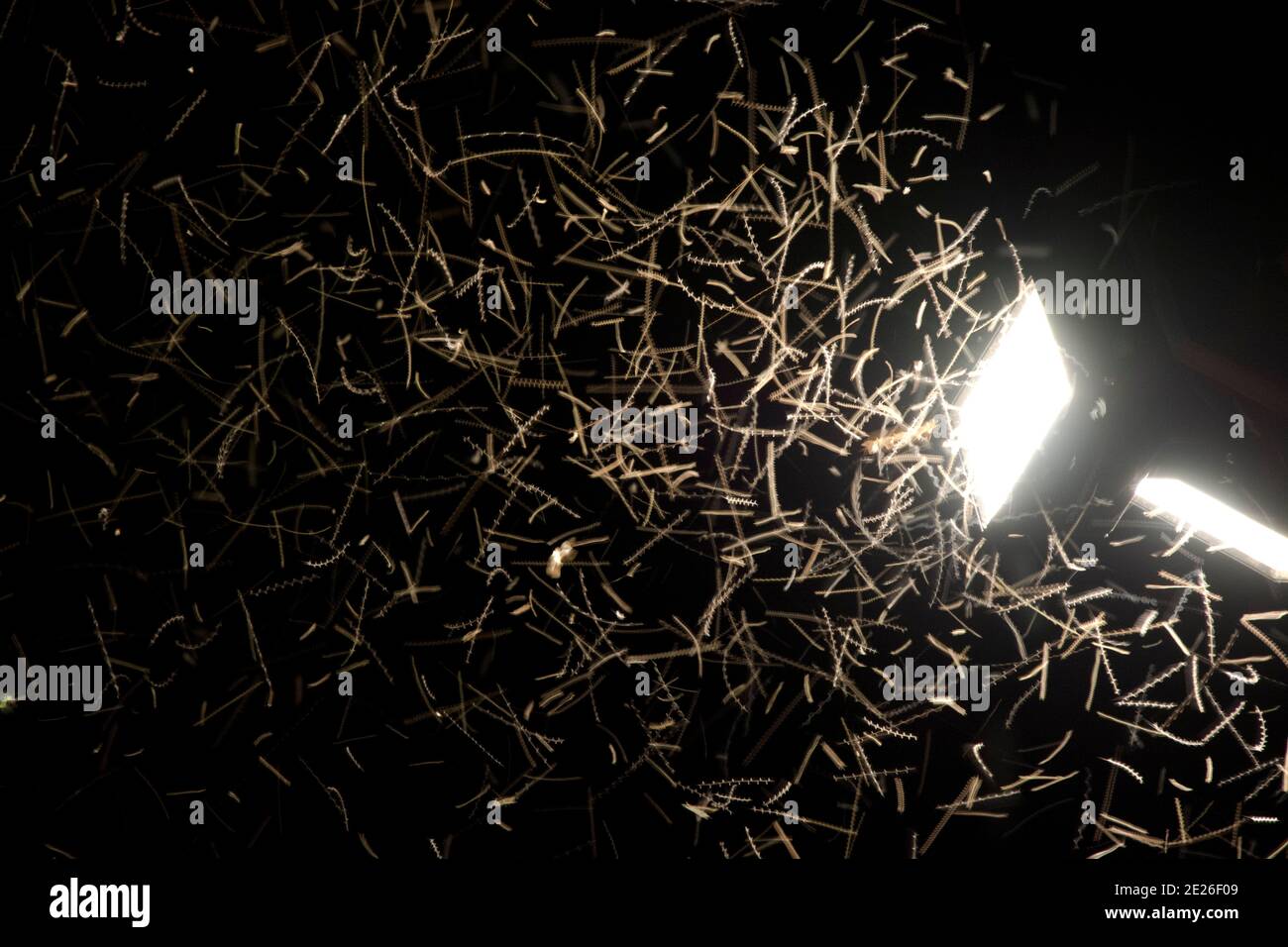 Tausende von Insekten kreisen um einen Scheinwerfer, eine tödliche Lichtfalle Stock Photo