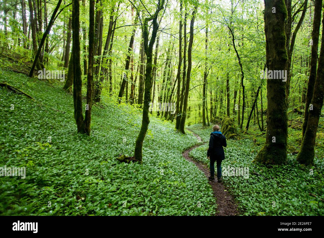 Mit Bärlauch bedeckter Waldboden im französischen Louetal Stock Photo