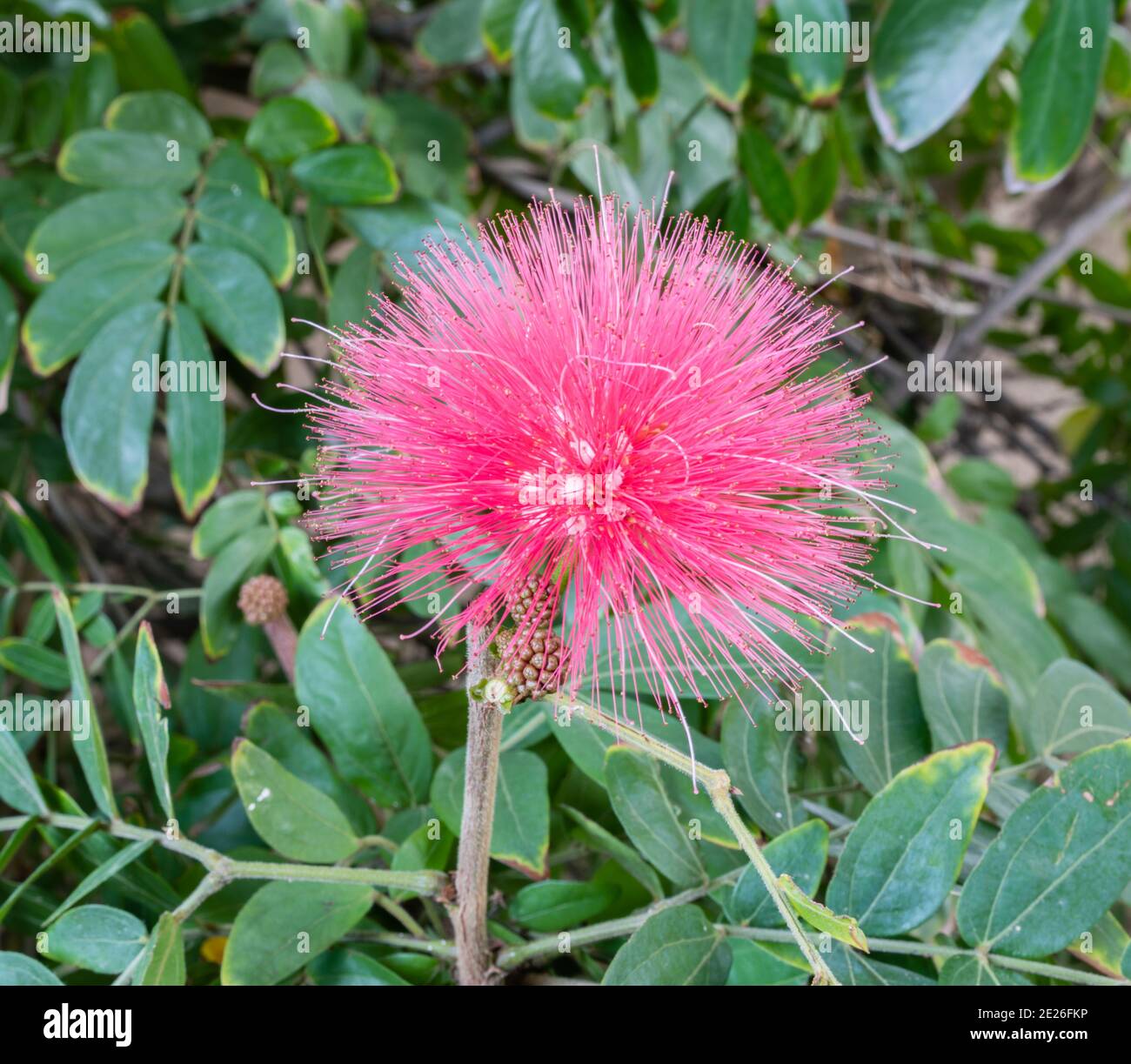 Powderpuff flower hi-res stock photography and images - Alamy