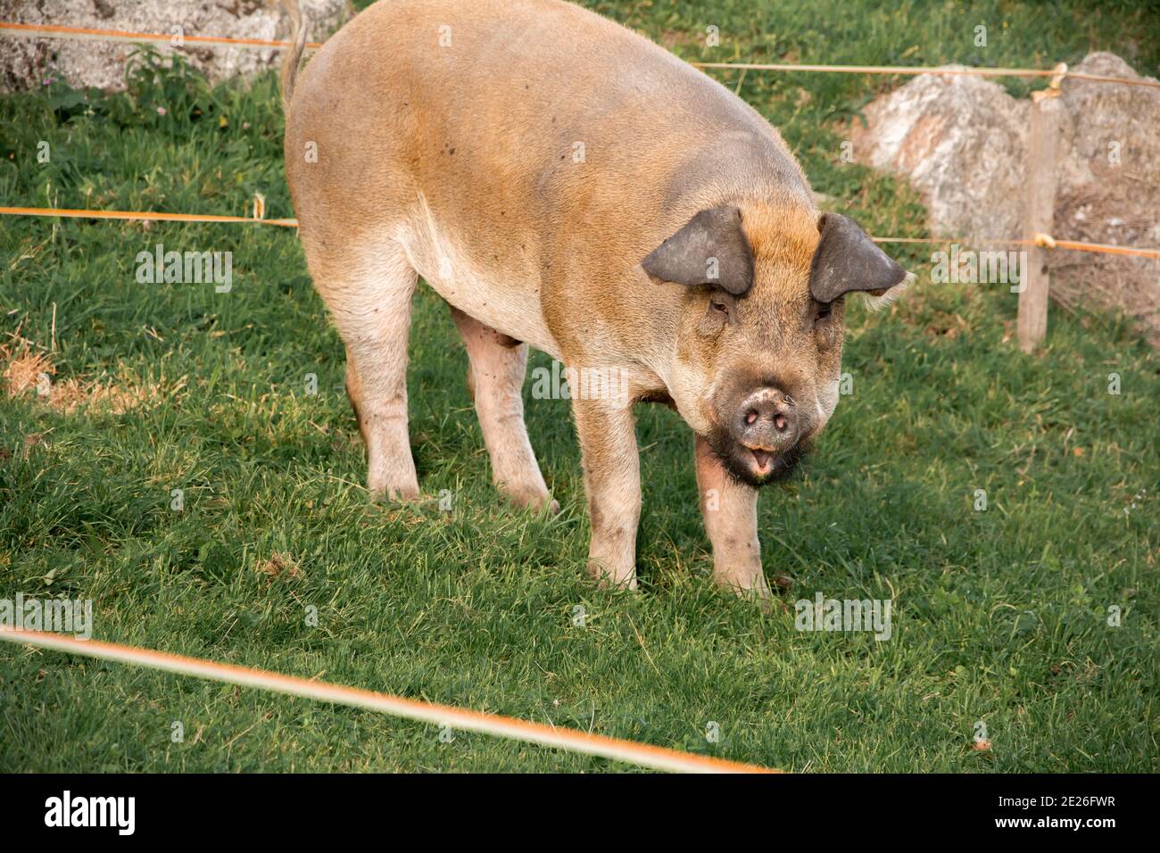 Duroc Hog Hi Res Stock Photography And Images Alamy